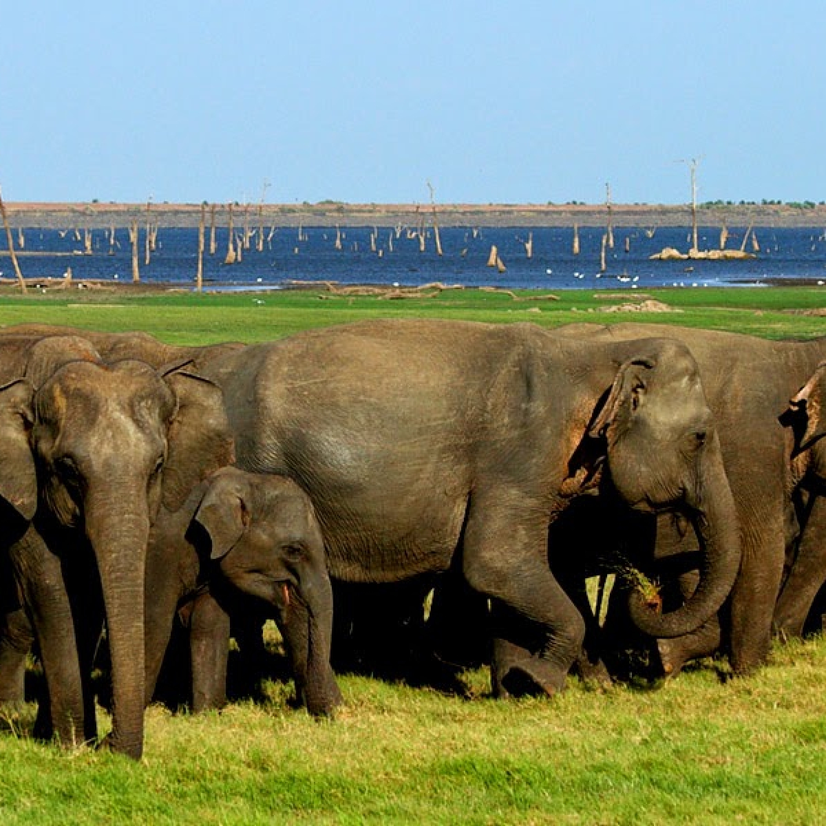 Minneriya National Park