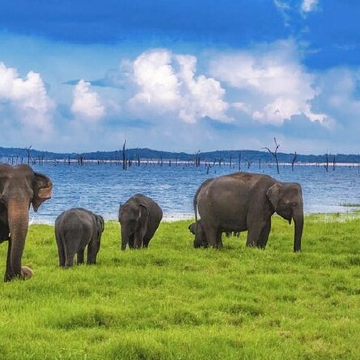 Kaudulla National Park